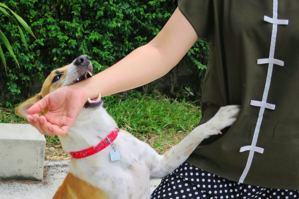 Dog Bite Injuries in New York